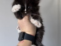 XXXL MAİNE COON DEV KEDİLER