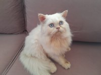 Beyaz Prens İran Kedisi