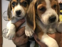 Beagle yavrularımız ırk garantilidir