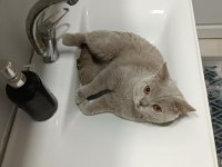 3 dışı 1 erkek yetişkin british shorthair