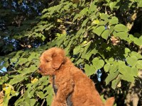 RED BROWN MALTIPOO YAVRUMUZ YENİ YUVASINA HAZID
