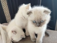 Scottish Fold Point blue Minikler yeni ailesini Arıyor
