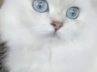 BRİTİSH LONGHAİR KIZIM YENİ SAHİBİNİ BEKLİYOR