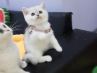 Safkan Silver Chinchilla rengi yavrular Catteryden