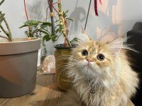 İRAN CHİNCHİLLA - SON KALİTE SAFKAN PRENSES