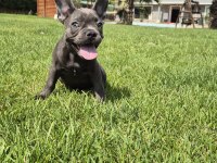Blue French Bulldog Yavruları