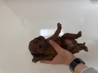 Kore kan red dark Brown toy Poodle bebekler