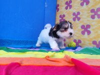 Nese kaynagi morkie yavrularımız