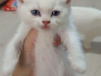 BRİTİSH SHORTHAİR BEBEKLER