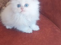 British longhair sağlıklı oyuncu kedimiz