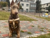 İsabella, Blue ve Kızıl renk özel eğitimli dobermanlar