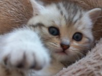 British Shorthair 2 Aylık Dişi Sağlıklı