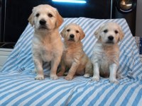 A Klass Golden Retriever Yavruları