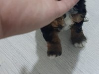 Dişi morkie