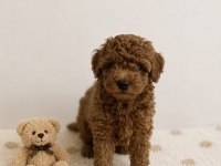 Red Brown Toy Poodle Miniğimiz