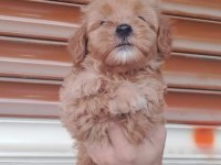 50 günlük erkek dişi maltipoo