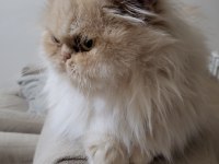 BAYRAM ŞEKERİ İRAN KEDİSİ