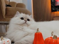 British longhair kedimiz yeni yuvasını arıyor