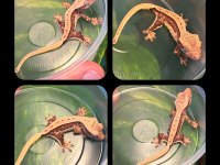 CRESTED GECKO YAVRULAR