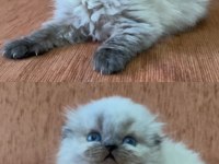 Minik scottish fold longhair prenses