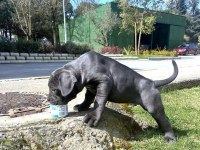 Blue/Siyah Cane Corso Yavrular