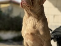 Ping pug dişi