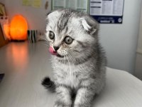 Scottish Fold Yavrusu