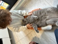 Uysal ve Tatlı British