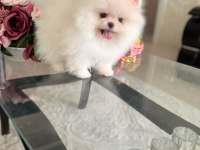 MİNİ BOY TEACUP DİŞİ POMERANİAN BOO