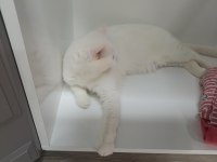 Kısır kedimiz 3 yaşında ücretsiz