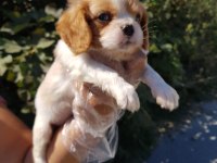 Muhteşem cavalier king charles