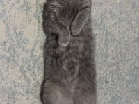 Ücretsiz sahiplendirme scottish fold kedisi