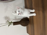 Irkının en güzel örneği olan Odd Eyes Kedimiz