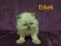 İran kedisi