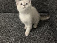 Arkadaş Canlısı Oyuncu Show Kalite British Shorthair