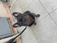 1 Yaşında Blue Egzotik French Bulldog
