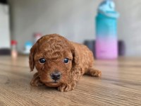Lokum gibi poodle yavrular