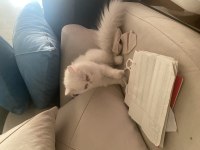 TUVALET EĞİTİMLİ SAFKAN İRAN KEDİMİZ