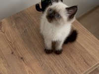 British shorthair yavrumuz