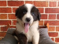 Border Collie Yavrular