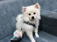 Uyguna verilecek acil pomeranian