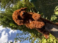 Kore Teddy Baba Anne Toy Poodle