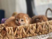 British shorthair-longhair