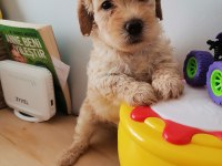 Minik maltipoo yavrularımız teslime hazır