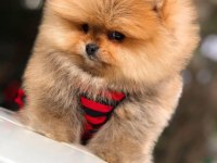 Sağlıklı ırk garantili pomeranian boo