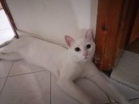 İki erkek kedimizi birlikte sahiplenilmesi şartıyla