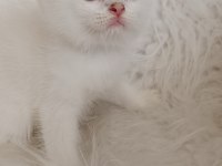 Acil Bursa British shorthair Ns 12 33 Erkek yavru
