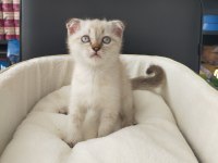 2 aylık scottish fold blue point dişi