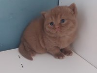 CINNAMON DİŞİ ERKEK BRITISH SHORTHAIR YAVRULARIMIZ