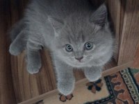 40 günlük orjinal gri british shorthair